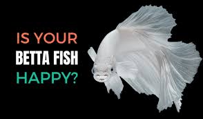The betta fish (also known as siamese fighting fish) is an incredibly popular freshwater fish who's beautiful and vividly colored tails can be found elegantly swimming in aquariums all around the world. How To Tell If Your Betta Fish Is Happy Japanesefightingfish Org