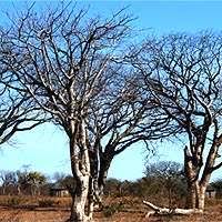 Image result for Schinziophyton rautanenii