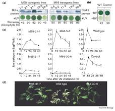 Cells are made up of different parts. Animal Cell Death Suppressors Bcl Xl And Ced 9 Inhibit Cell Death In Tobacco Plants Current Biology