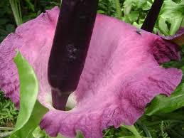 Flori ligulate si flori tubuloase. Toate Componentele Florilor Sunt In Realitate Frunze Modificate In Diferite Moduri Cu Scopul De A Realiza Diferite Functii