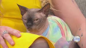 We offer 36 sphynx kittens for sale in california. Why Sphynx Cats Are The Purrrr Fect Pet