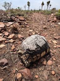 Image result for Kyphocarpa angustifolia