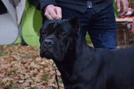 While it is possible to crop older puppies/dogs, as the pup matures the weight of the hanging ear begins to break the cartilage down. Cane Corso Information Dog Breed Facts Dogell Com