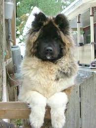 Long Haired Akita This Is A Fuzzy Grizzly So Cute Akita Dog Akita Akita Puppies