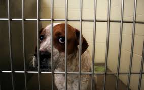 Facebook gives people the power to share and makes the world more open and connected. Law Says Animals Sold In Phoenix Pet Stores Must Come From Shelters And Rescues Top Dog Tips