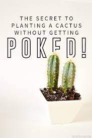That is until i decided to clean the window behind it and with one slightly clumsy move all three new pads were not such a mishap, though, as cacti are surprisingly easy things to propagate. 100 Poke Less Cactus Planting You Ll Die When You See What The Trick Is Vintage Revivals