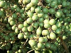 Image result for Deinbollia