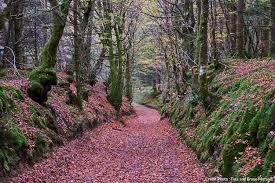 Le Morvan Le Plein D Oxygene Entre Lacs Et Forets En 2020 Photos Paysage Parc Naturel Parc Naturel Regional