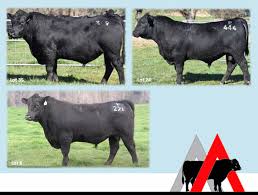 Top % in scrotal size, carcase weight and 400 day weights. Ardrossan Angus Posts Facebook