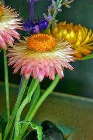 Strawflower Seem Happy Belles Fleurs Planter Des Fleurs Fleur Jardin