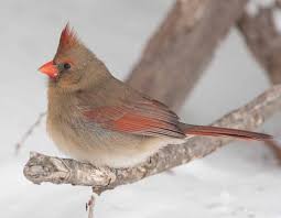 Cardinal singing & call sounds. How Many Different Kinds Of Cardinals Are There