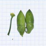 Image result for Corallocarpus welwitschii