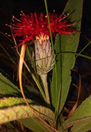 Image result for Pleiotaxis