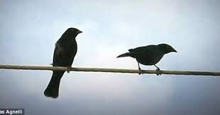 Two Birds On A Wire Painting Birds On The Wire Composer Writes Song Based On Positions Of Flock On Telephone Wires Painting Class Two Birds Birds