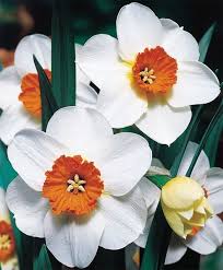 Narcissus Barrett Browning Small Cupped Narcissi Flower Bulbs Index Bulb Flowers Daffodil Bulbs Daffodils