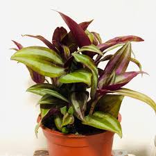 Gardening know how says that it likes bright but indirect sunlight and can survive infrequent waterings with little problem, providing colorful leaves. Wandering Jew Indoor Plant For Sale Furniture Home Living Gardening Plants Seeds On Carousell