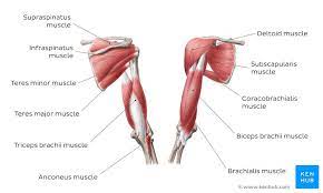 The arm's curved shape comes from its major exterior muscles. Learn The Muscles Of The Arm With Quizzes Diagrams Kenhub