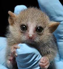 Newborn Baby Mouse Lemur At The Duke Lemur Center In Durham Nc Usa Pixdaus Tierbabys Niedliche Tierbabys Neugeborene Tiere