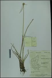 Image result for Lipocarpha chinensis