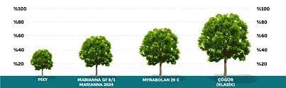 We did not find results for: Plum Rootstocks Demirel Kardesler Fidancilik
