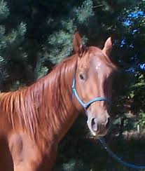 Join four quirky animal friends on exciting adventures and. Dual Peppy Player Aqha Stallion