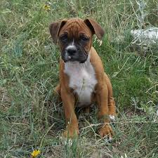He is a goofy, happy affectionate. Lsc Miniature Boxers Home Facebook