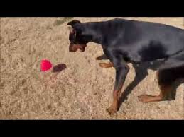Doberman puppies for adoption in va. Dog For Adoption Sophie A Doberman Pinscher In Arlington Va Petfinder
