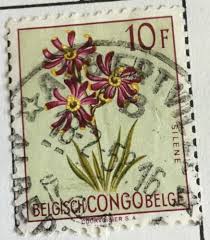 Image result for Silene burchellii