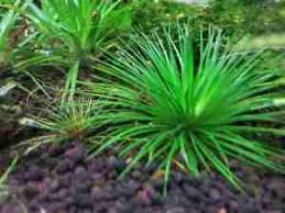 Image result for Eriocaulon inyangense