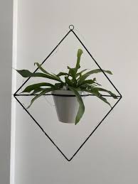 Le piante pendenti da interno sono molto decorative. Piante Pendenti Da Interno Per Il Tuo Appartamento Green