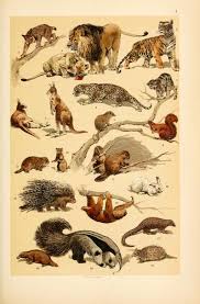 Image Result For Vintage Animal Illustration Book Scientific Illustration Vintage Illustration Animal Illustration