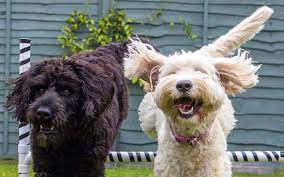 We did not find results for: What Is Doodle Trust