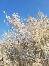 Image result for Tarchonanthus camphoratus