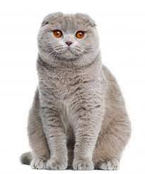 Neighboring farmer william ross began breeding the kittens, consulting with a geneticist. Scottish Fold Cat Breed Profile Petfinder