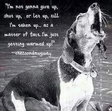 Coonhound owners were more likely to register with the professional kennel club or the united kennel club and the akc didn't seem to mind. Coon Hunting