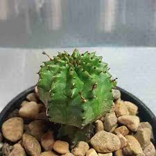 Image result for Euphorbia persistentifolia
