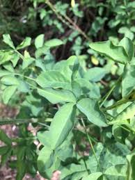 Image result for Crotalaria agatiflora
