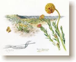 Image result for Gnidia kraussiana