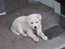 Korean Jindo Dog Puppy Photo Jindo Dog Jindo Dog Puppies Puppy Dog Photos