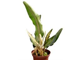Image result for Elaphoglossum kivuense