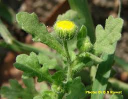 Image result for Grangea maderaspatana