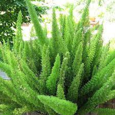 Foxtail Fern Plant Small Plant Asparagus Densiflorus Meyers Foxtail Fern Plants Small Plants