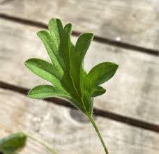 Image result for Pelargonium luridum