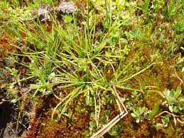 Image result for Isoetes