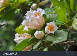 Image result for Rothmannia fischeri