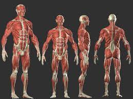 By rosie mccall 07 nov 2018, 19:53. Male Anatomy Kevin Cayuela Kevinheiwart Man Anatomy Human Figure Anatomy Reference