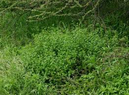 Image result for Leucas glabrata