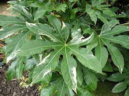 Il terreno deve rimanere sempre leggermente umido, evitando però i ristagni. Aralia Fatsia Japonica Fatsia Japonica Piante Da Interno Aralia Fatsia Japonica Appartamento