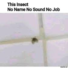 This Insect No Name No Sound No Job Meme Memezila Com