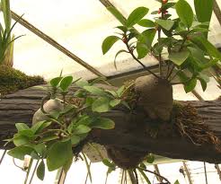 Image result for Phylohydrax